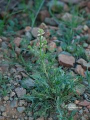 Caulanthus lasiophyllus