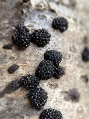 Annulohypoxylon truncatum