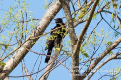 Spizaetus tyrannus