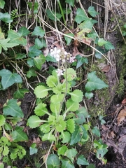 Saxifraga spathularis