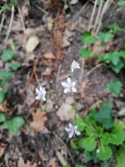 Saxifraga spathularis