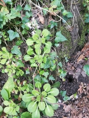 Saxifraga spathularis