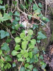 Saxifraga spathularis