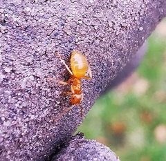 Lasius flavus