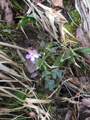 Oxalis violacea