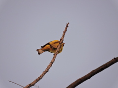 Spinus psaltria