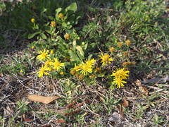 Heterotheca subaxillaris