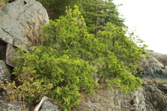 Juniperus maritima