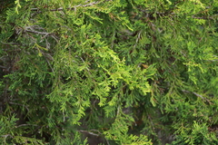 Juniperus maritima