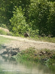 Lutrogale perspicillata