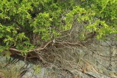 Juniperus maritima