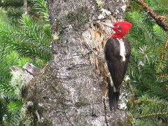 Campephilus robustus