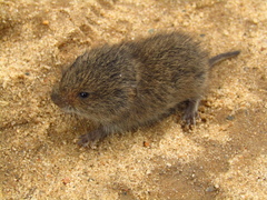 Microtus arvalis