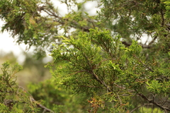 Juniperus maritima