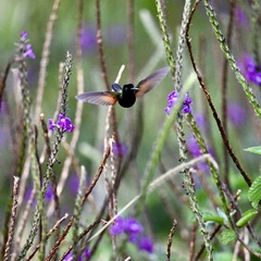 Eupherusa nigriventris