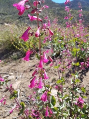 Penstemon pseudospectabilis