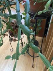 Schlumbergera buckleyi