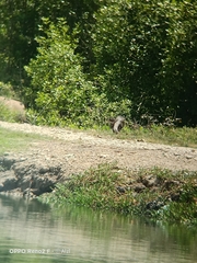 Lutrogale perspicillata