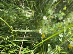 Stellaria longifolia