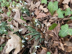 Galanthus nivalis