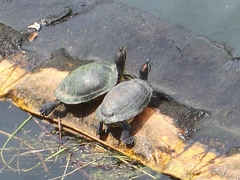 Trachemys scripta elegans