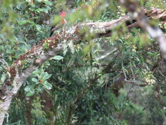 Campephilus robustus