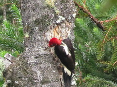 Campephilus robustus