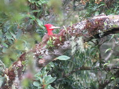 Campephilus robustus