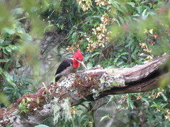 Campephilus robustus