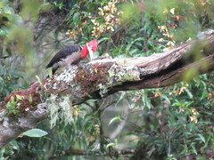 Campephilus robustus