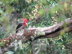 Campephilus robustus