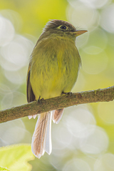Empidonax flavescens