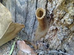 Nannotrigona testaceicornis