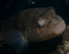 Chelonodontops patoca