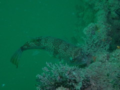 Chelonodontops patoca