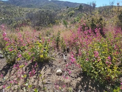 Penstemon pseudospectabilis
