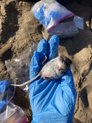 Peromyscus gambelii
