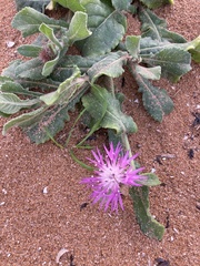 Centaurea sphaerocephala