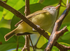 Vireo leucophrys