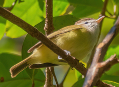 Vireo leucophrys