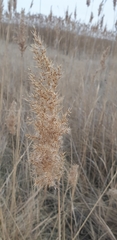 Phragmites australis