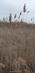 Phragmites australis