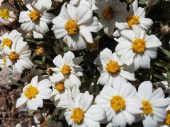 Zinnia acerosa