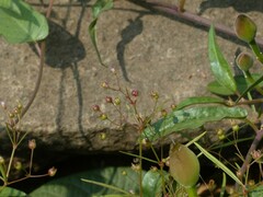 Scleromitrion diffusum