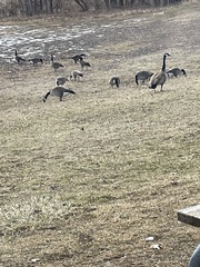 Branta canadensis