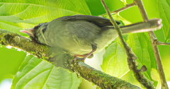 Basileuterus melanogenys