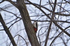 Dendrocopos major