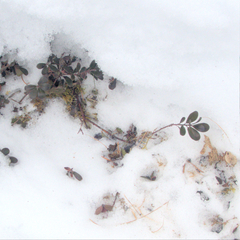 Arctostaphylos uva-ursi