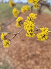 Cornus officinalis