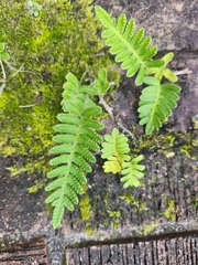 Pleopeltis michauxiana